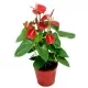 Anthurium Rojo Anthurium Rojo