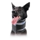 Collarín Cervical para Perros KVP Negro (10-41 cm)